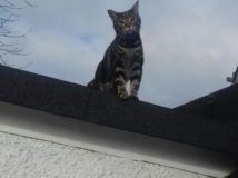 Cat-On-A-Roof